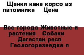 Щенки кане корсо из  питомника! › Цена ­ 65 000 - Все города Животные и растения » Собаки   . Дагестан респ.,Геологоразведка п.